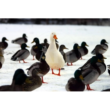 Duck Dynasty Pictures Do You STAND OUT from the Crowd? A Picture of a White Domesticated Duck in a Group of Mallard Ducks Print Wall Art By Brad Thompson ()