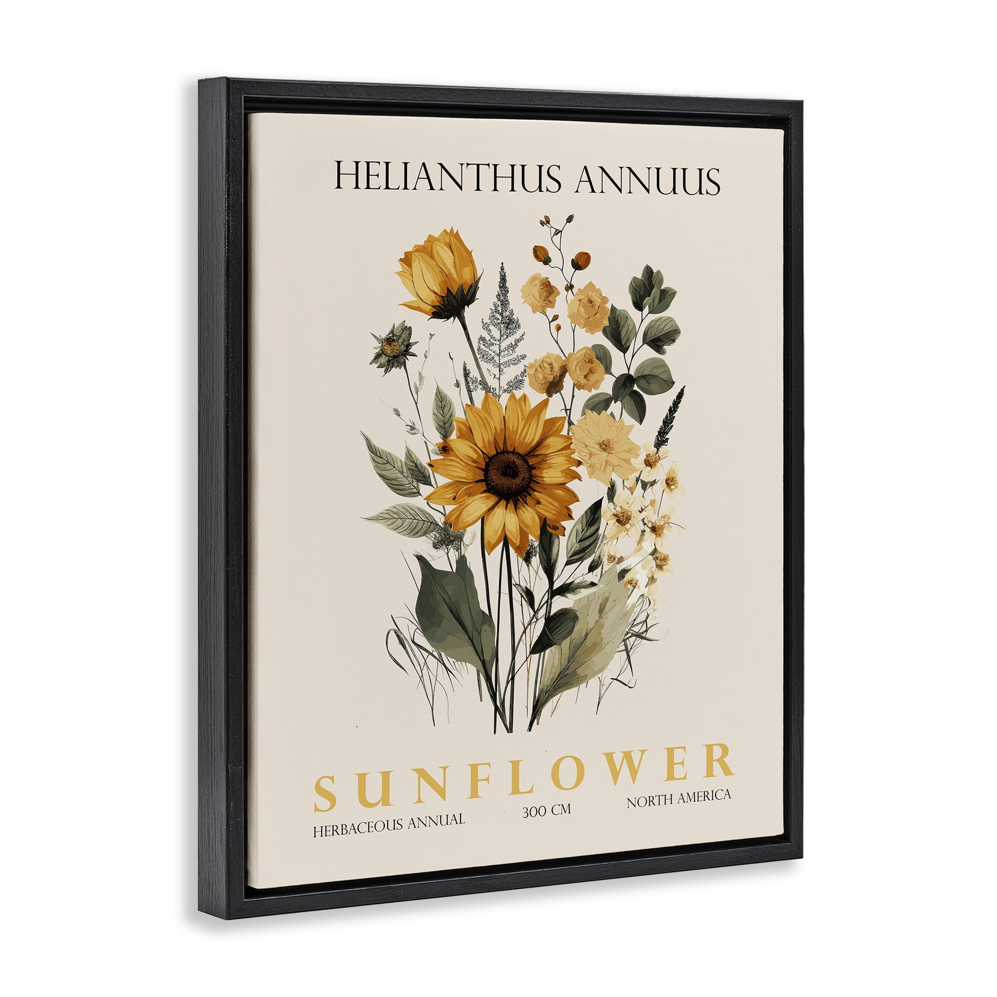 Stupell Industries Natural Sunflower Bundle Black Framed Floater Canvas Wall Art, design by Christopher Giampietro