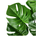 thumbnail image 4 of Home Decor-Artificial Palm Plants Faux Turtle Tree Leaf mitation Leaf Garden/Office/Jungle Theme Party Decorate, 4 of 6