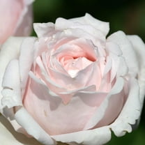 Heirloom Roses - Bride's Dream Hybrid Tea Rose Plant - Nearly Thornless Rose Bush