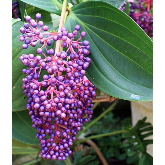Rare Grape Malaysian Orchid Plant - Medinilla myriantha - Exotic - 4" Pot