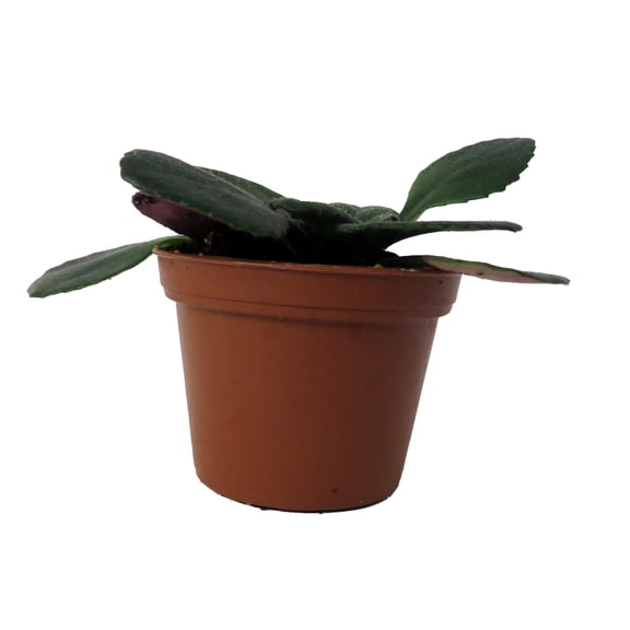 Dark and Stormy Asian Violet - MB Primulinia - 2.5" Pot - Collector's Series