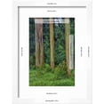 thumbnail image 3 of Rainbow Eucalyptus Trees Eucalyptus Deglupta, Framed Art Print Wall Art by Terry Eggers Sold by Art.Com, 3 of 6