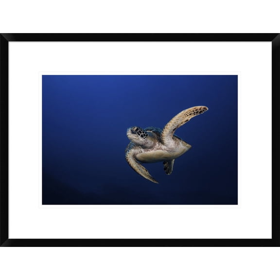 Global Gallery Barathieu Gabriel 'Green Turtle' Framed Wall Art