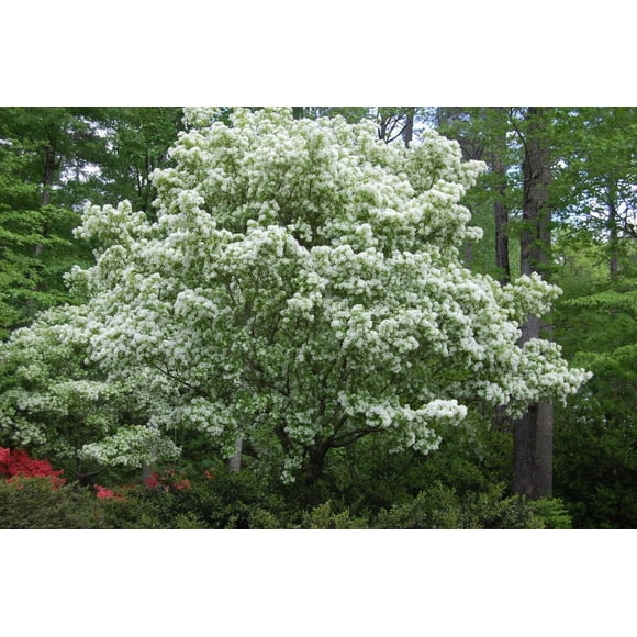 3 FRINGE TREE Chionanthus Virginicus Old Man's Beard White Flower Seeds
