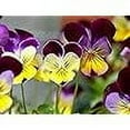 thumbnail image 5 of Isla's Garden Seeds 500 Johnny Jump Up Flower Seeds Non-GMO Heirloom Flower Seeds, Pollinators, 5 of 7