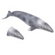 thumbnail image 4 of Animales del océano Figura de Ballena Vida Marina Modelo de Ballena del Mundo Marino Modelo de Ballenas Grises para Juguetes educativos y de Juego de Roles para niños ANGGREK Otros, 4 of 8