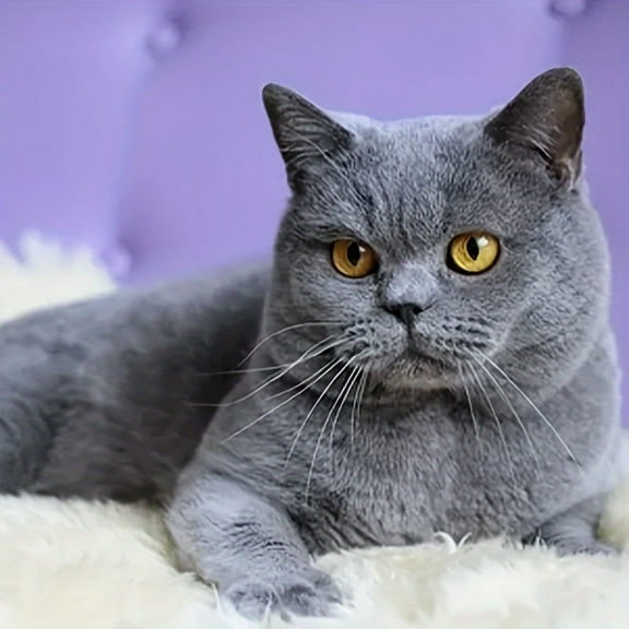 5D Diamond Painting Kits for Adults Animal Theme Purple Cat DIY Diamond Art for Adults Beginners Picture Art Crystal Painting for Home Wall Decor