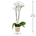 thumbnail image 4 of 5" White & Yellow Orchid in White Jute Planter – Proud of You, 4 of 5