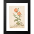 thumbnail image 2 of Aert Schouman 17x24 Black Modern Framed Museum Art Print Titled - Oranje Koekoeksbloem in Landscape (C. 1790), 2 of 5