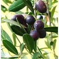 thumbnail image 2 of RedCrocus Patio Olive Tree Assorted|Evergreen Mediterranean Plant|Container & Garden|Full Sun|Pollinator Friendly|Pet Warning 8" Pot, 2 of 12