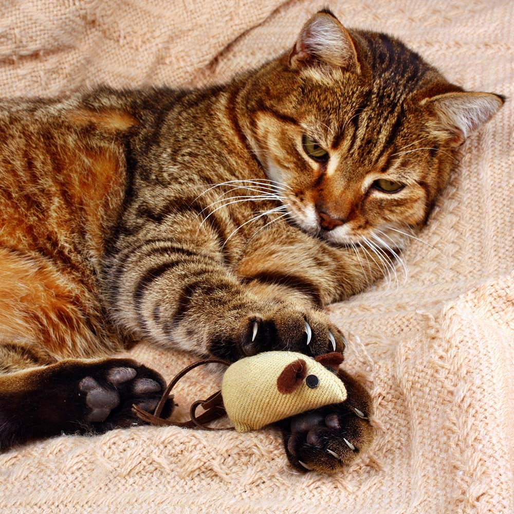 Fancy Feast Adult Cat Food 4 Flavor Grilled Sampler - 2 Each: Chicken Hearts and Liver,  Salmon and Sole, Chicken and Beef, Chicken (3 oz.) | MerlinsMart Zine & Catnip Toy