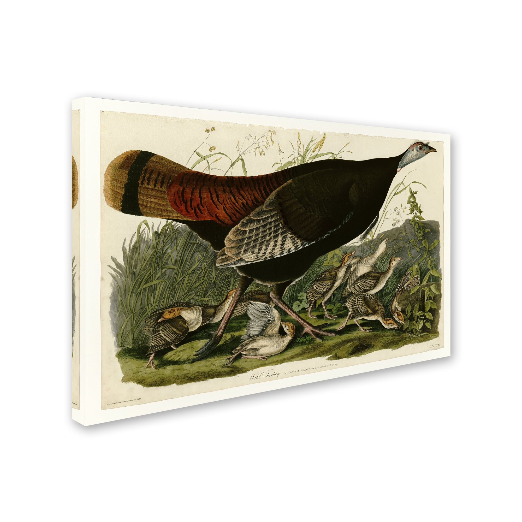 Audubon 'Wild Turkeyplate 6' Canvas Art