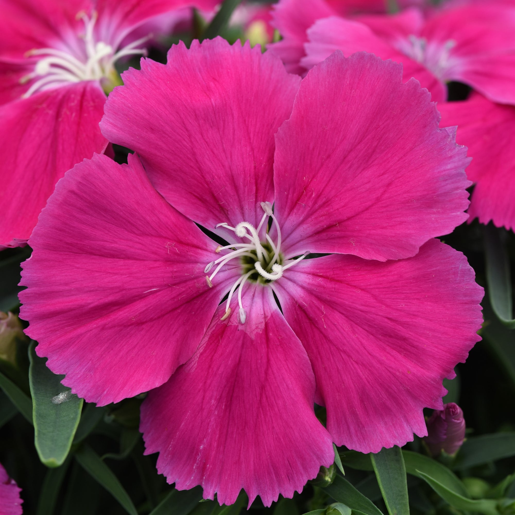 Expert Gardener 1.5 Gallon Hanging Basket Multicolor Dianthus Annual Live Plants Full Sun