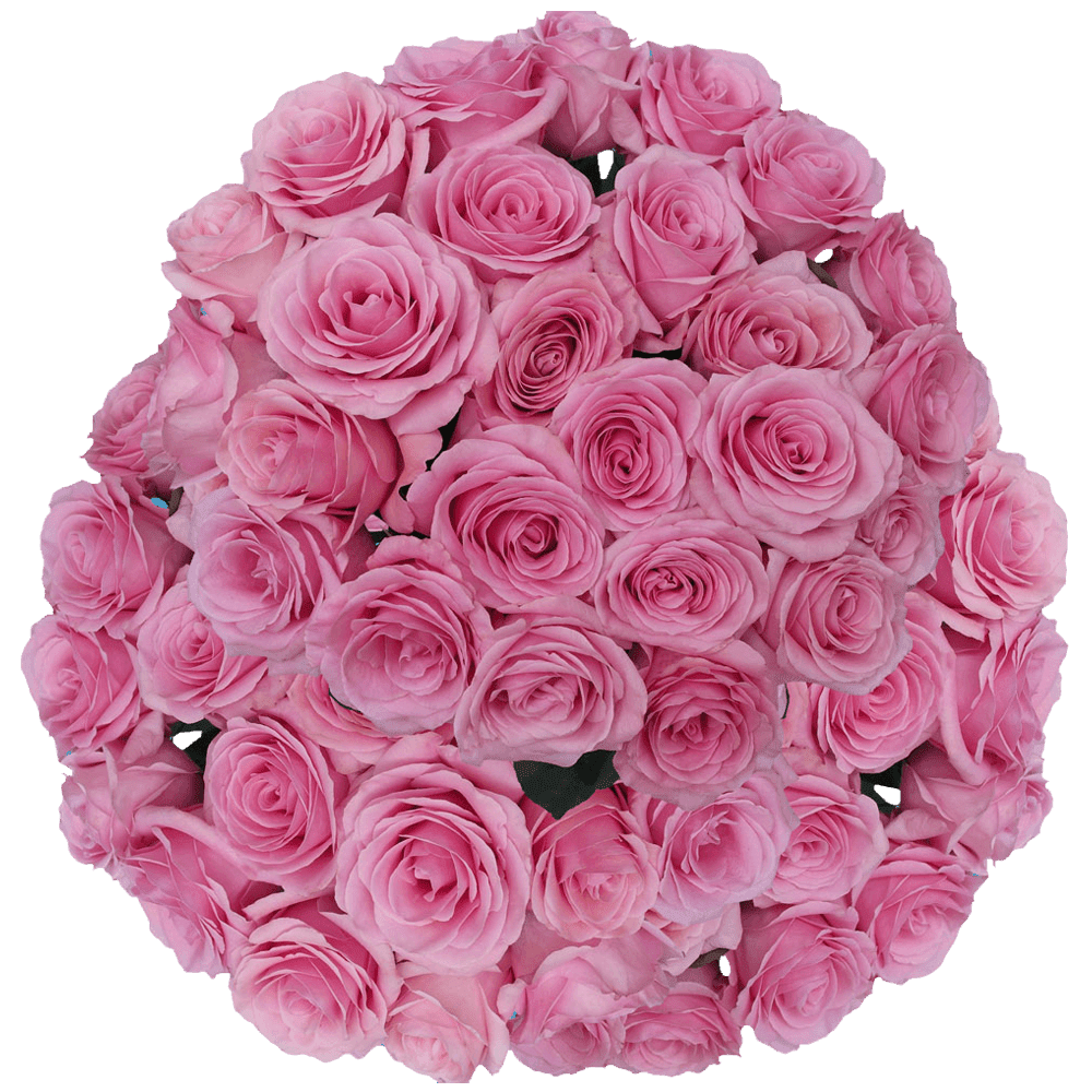 100 Stems of Pink Saga Roses- Fresh Flower Delivery - Walmart.com