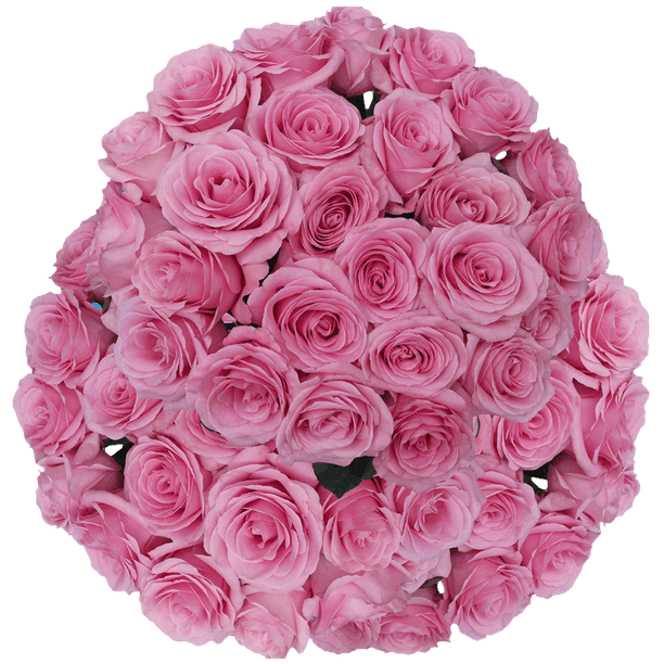 100 Stems of Pink Saga Roses- Fresh Flower Delivery - Walmart.com