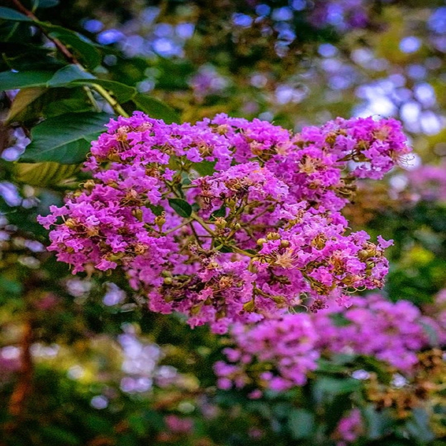 Southern Living 1.5- 2 ft tall Miss Sandra Crape Myrtle Live Tree in 3-Gallon Grower Pot
