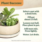 Miracle-Gro Indoor Potting Mix for Cactus and Succulent, Fast-Draining Formula, 8 qt.