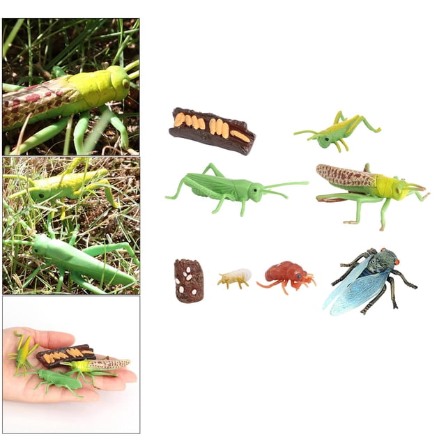 Surtido de Plásticos CUTICAT Juguetes educativos Modelo de crecimiento de insectos