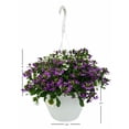 thumbnail image 7 of Expert Gardener 1.5G Scaevola Assorted Colors Live Plant Hanging Basket Full Sun, 7 of 7