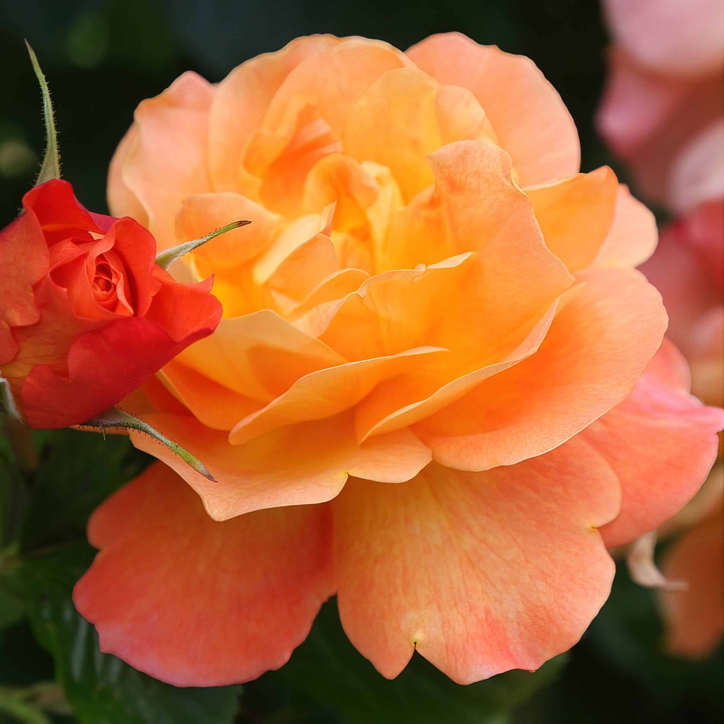 National Plant Network Bare Root Rose Climbing Joseph's Coat with Orange Flowers (5-pack)