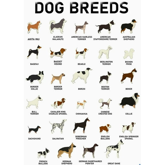 Dog Breeds Posters Breeds for Lovers, Professionals Wall Art & Decor for Bedrooms, Clinic, Classroom