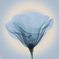 thumbnail image 3 of Anonymous 15x15 Black Modern Framed Museum Art Print Titled - Poppy in Lace, Blue, 3 of 5