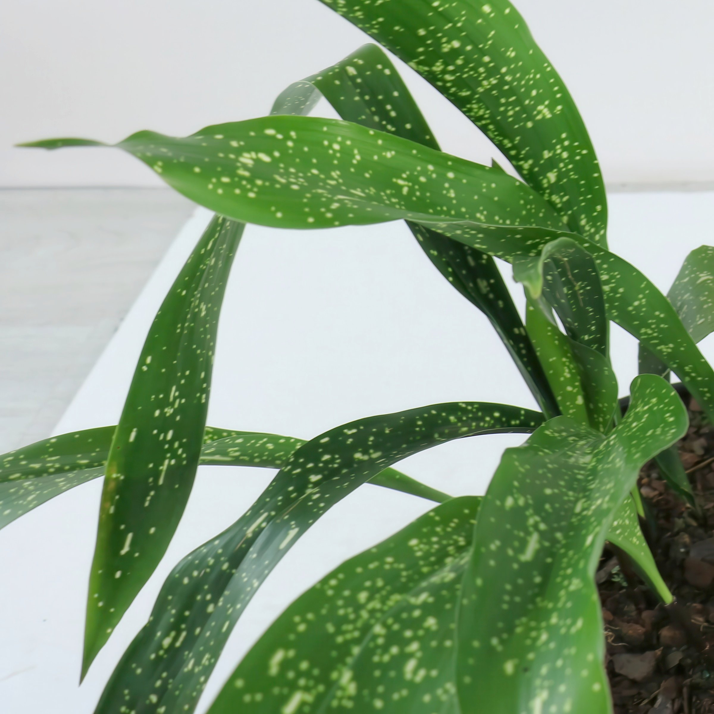 National Plant Network 3 gal. Aspidistra Spek-Tacular Live Plant