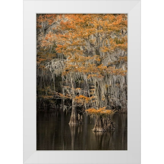 Jones, Adam 11x14 White Modern Wood Framed Museum Art Print Titled - Bald Cypress tree draped in Spanish moss with fall colors Caddo Lake State Park-Uncertain-Texas