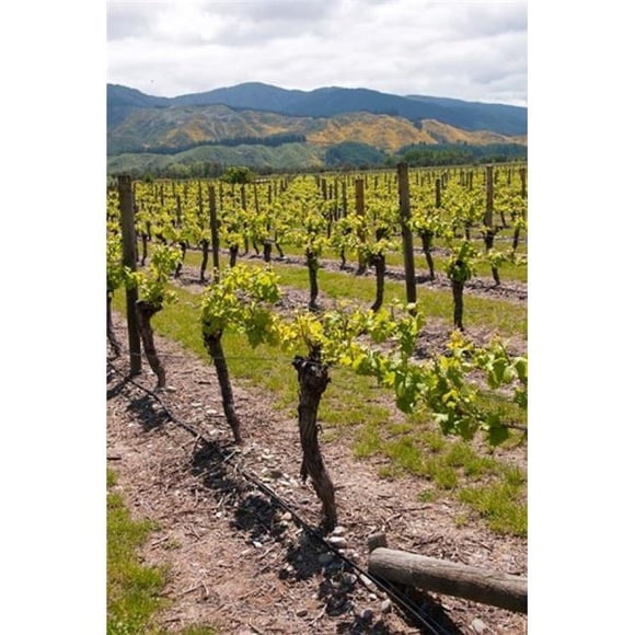 New Zealand Wairau Rivery Winery Vineyard Poster Print by Lee Foster - 15 x 22 in.