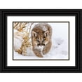 thumbnail image 1 of Centioli, Mike 14x11 Black Ornate Wood Framed with Double Matting Museum Art Print Titled - Sneaky Cougar, 1 of 4