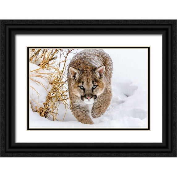 Centioli, Mike 14x11 Black Ornate Wood Framed with Double Matting Museum Art Print Titled - Sneaky Cougar