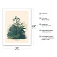 thumbnail image 2 of Rio Negro Palm Tree (Mauritiella aculeata) - Vintage Botanical Illustration by Carl Friedrich Philipp von Martius c.1820s - Bamboo Fine Art 290gsm Paper Print (Unframed) 18x24in, 2 of 4