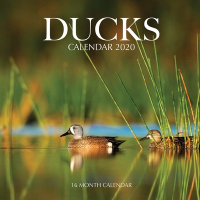 Ducks Calendar 2020 : 16 Month Calendar (Paperback) - Walmart.com Ducks Calendar 2020 : 16 Month Calendar (Paperback) - Walmart.com