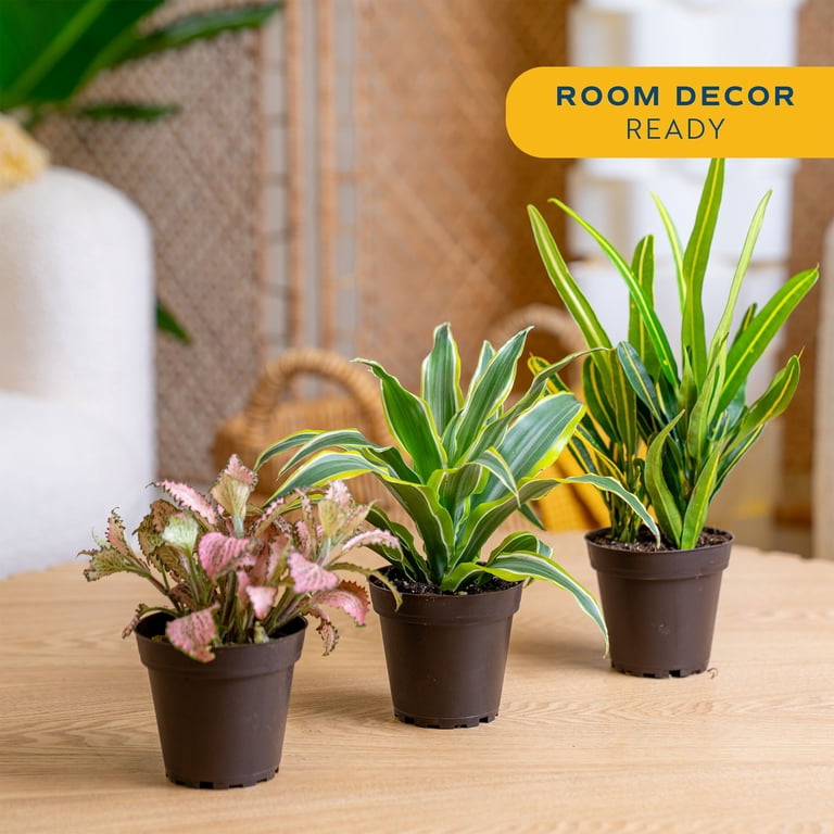 Costa Farms 8" Exotic Angels Assorted Live House Plants in 4" Grower Pot 3  (Count) - Walmart.com
