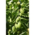 thumbnail image 4 of Aceite de Jojoba Orgánico US Organic Ámbar Virgen Prensado en Frío 115 ml 100% Puro y Natural, 4 of 9