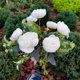 thumbnail image 4 of Luces solares para jardín con forma de camelia, 7 capullos realistas, luces LED de color blanco cálido, estacas metálicas impermeables, ideales para terrazas y jardines, lámpara de pie de plástico., 4 of 6