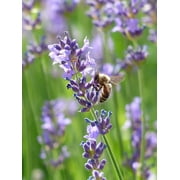 Lavender Vera English Seeds/Perennial/Full Sun/450 Seeds 1/2 Gram/Zellajake Farm and Garden - B100