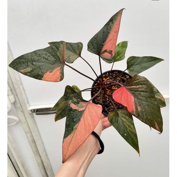 (UG-37)Root in moss 5  leaves, Full Plant - 'Homalomena Pink Diamond' Variegated Rare Plant- Get Similar to the picture