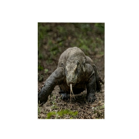 3dRose, Indonesia, Komodo Dragon National Park. Close-up of Komodo dragon. , 15x22 Hand Towel