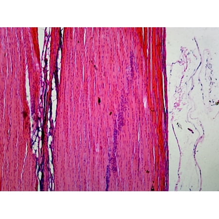 Prepared Microscope Slide Muscle-Tendon Junction  Mammalian  Longitudinal Section  H&E Stain. price history on PriceWatchPro