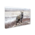 thumbnail image 2 of Trademark Fine Art 'Cross Fox' Canvas Art by Alessandro Catta, 2 of 3