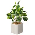 thumbnail image 1 of Planta de jade de 10' National Tree Company RAS-S157D60L-1, 1 of 1