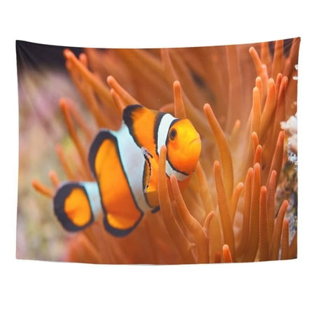 REFRED Orange Anemone Amphiprion Ocellaris Clownfish In Aquarium Sea Beauty Wall Art Hanging Tapestry Home Decor for Living Room Bedroom Dorm 51x60