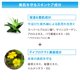 thumbnail image 5 of Protector solar Anessa Shiseido Perfect UV Skincare Milk SPF50 90 ml, 5 of 5