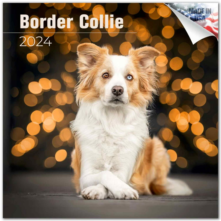 Border Collie Puppies Calendar- Puppies Calendar - Dog Breed Calendars -  2022 - 2023 wall calendars - 16 Month by Avonside