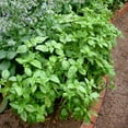 thumbnail image 3 of Bonnie Plants Sweet Basil, 11.8 oz., Live Plant, 3 of 10