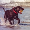 thumbnail image 2 of La bola interactiva del perro juega la bola rodante activa para los perros interiores que despiden el juguete del rompecabezas del animal doméstico de la bola, 2 of 8