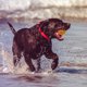 thumbnail image 4 of La bola interactiva del perro juega la bola rodante activa para los perros interiores que despiden el juguete del rompecabezas del animal doméstico de la bola, 4 of 8