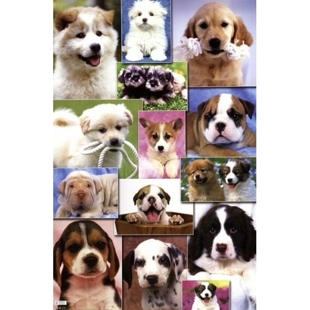 Puppies 2 Poster Print (24 x 36)